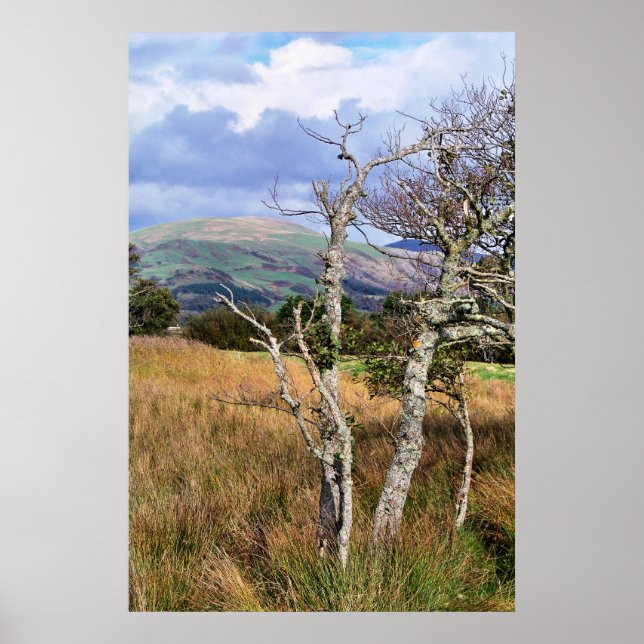 WILD WALES POSTER (Front)