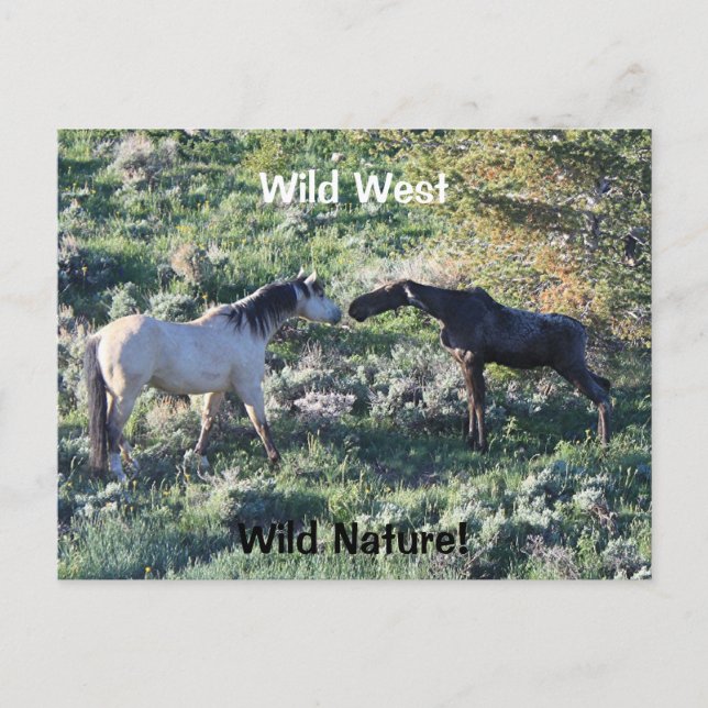 Wild West Wild Nature Funny Horse and Moose Postcard (Front)