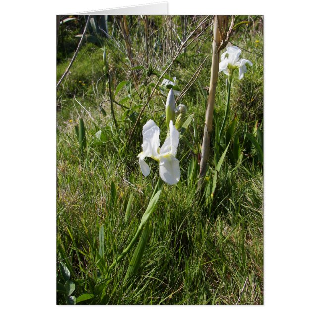 Wild White Canna Lily Cards (Front)