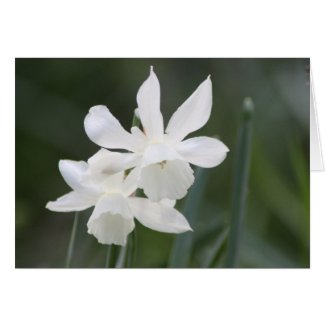 Wild White Daffodils card