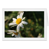Wild white daisy flowers (Front Horizontal)