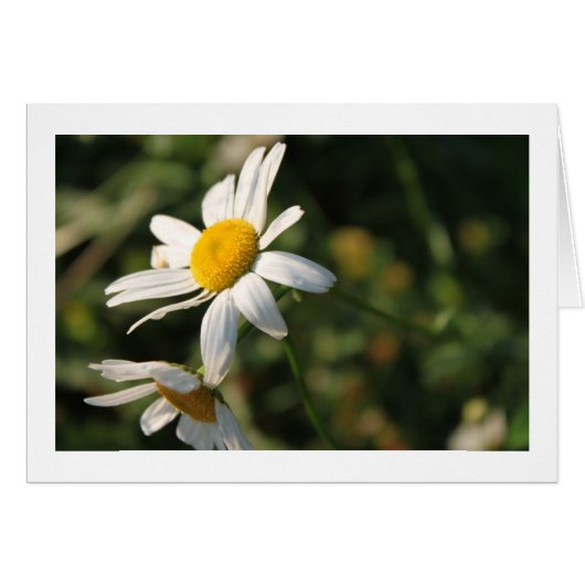 Wild white daisy flowers (Front Horizontal)