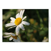 Wild white daisy flowers (Front Horizontal)