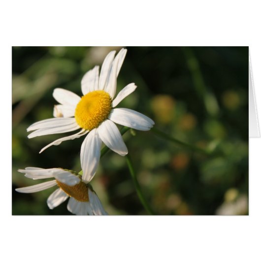 Wild white daisy flowers (Front Horizontal)