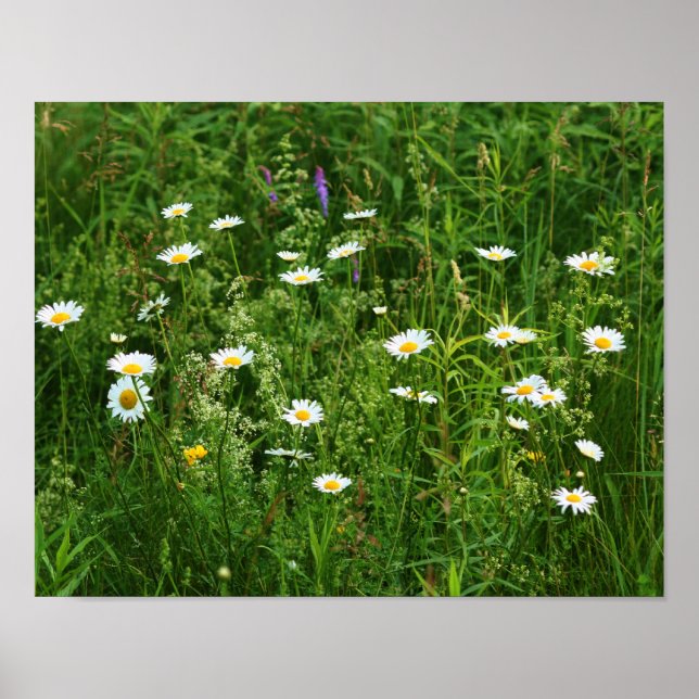 Wild White Daisy Flowers In Field Poster (Front)
