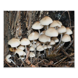 Wild White Mushrooms 10x8 Nature Photo Print