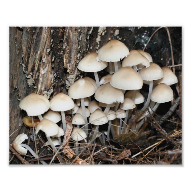 Wild White Mushrooms 10x8 Nature  Photo Print (Front)