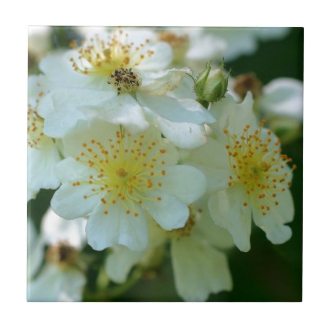 Wild White Rambling Rose Flowers Nature Ceramic Tile (Front)