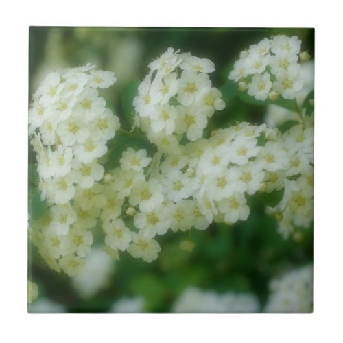 Wild White Rambling Rose Flowers Nature Tile