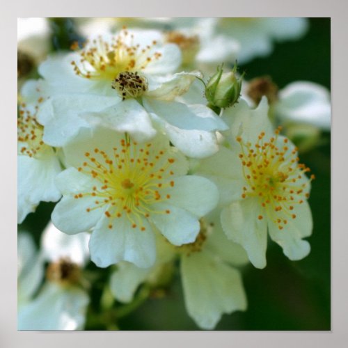 Wild White Rambling Roses Flower Square Poster