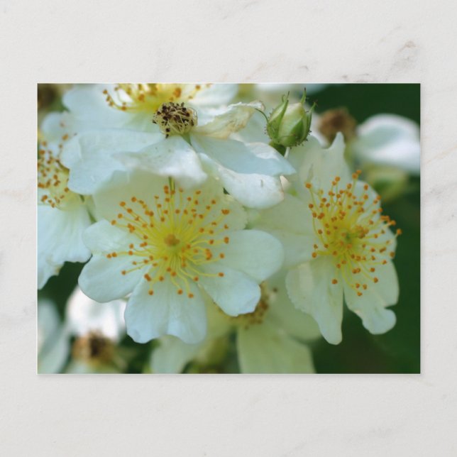Wild White Rambling Roses Flowers Postcard (Front)