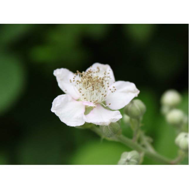 Wild white raspberry flower. statuette (Front)