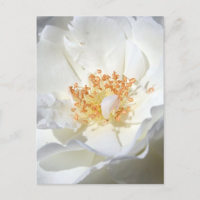 Wild White Rose Floral Photography Bridal Shower P Invitation Postcard (Front)