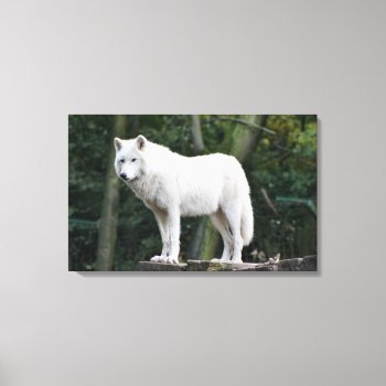 Wild White Wolf Canvas Print by zzl_157558655514628 at Zazzle