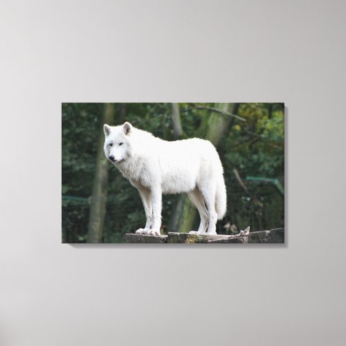 Wild White Wolf Canvas Print