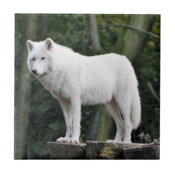 Wild White Wolf Ceramic Tile by zzl_157558655514628 at Zazzle
