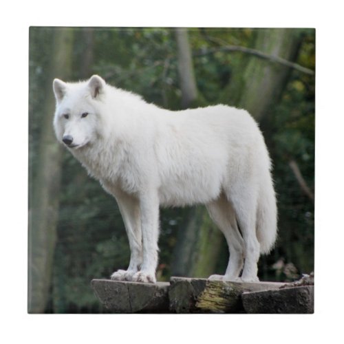 Wild White Wolf Ceramic Tile