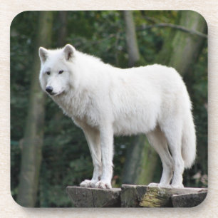 Wild white Wolf Drink Coaster