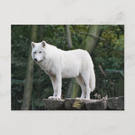 Wild White Wolf Postcard