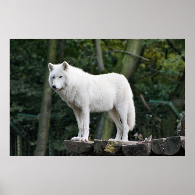 Wild White Wolf Poster (Front)