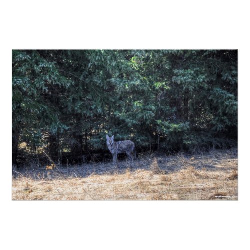Wild Winter_coated Coyote in Forest Shadows Photo Poster