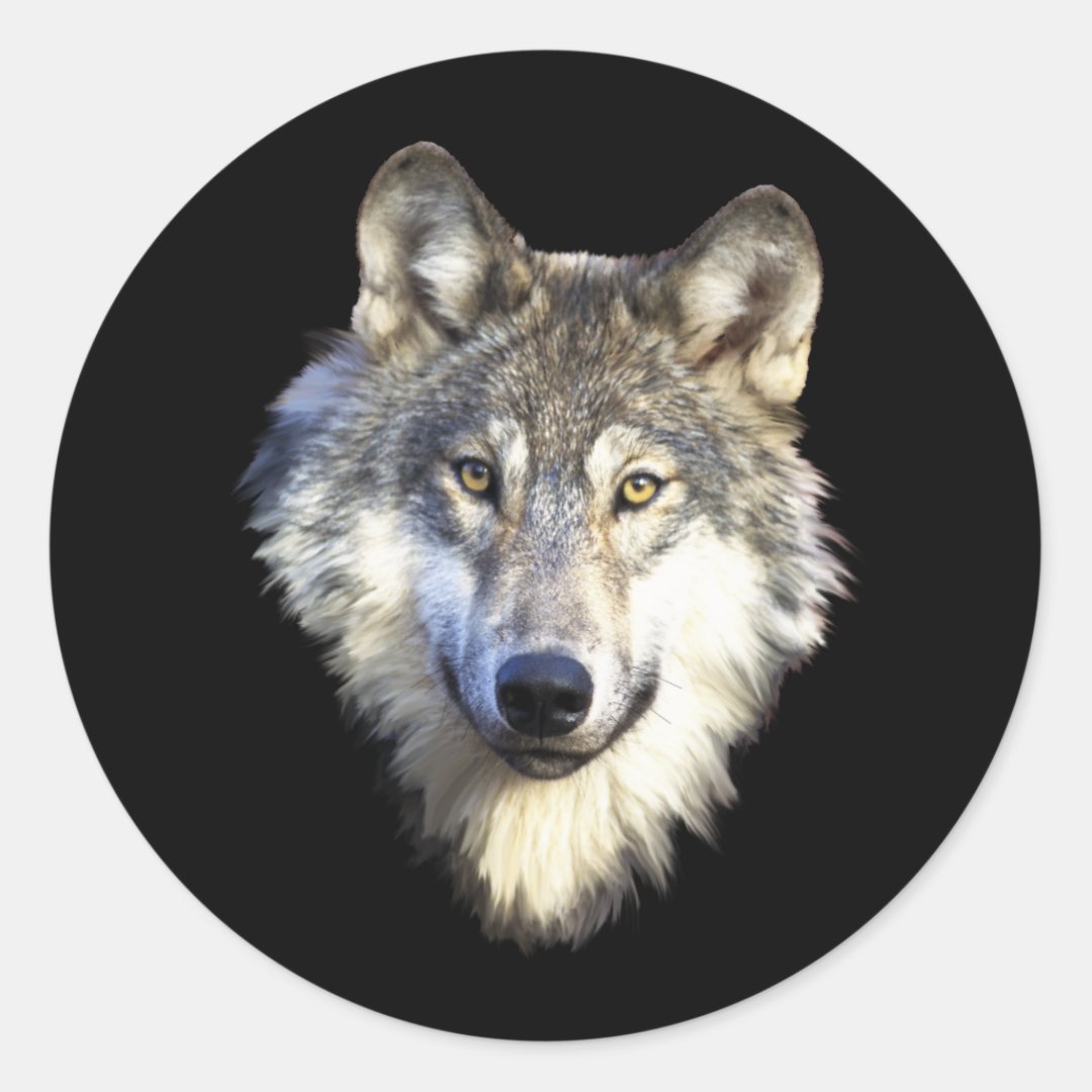 Wild Wolf Face Stickers | Zazzle