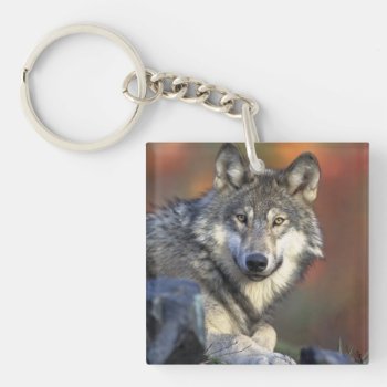 Wild Wolf Keychain by zzl_157558655514628 at Zazzle