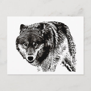 Wild Wolf Postcard