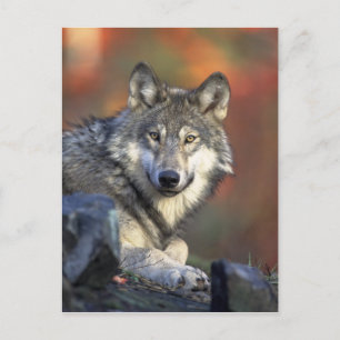 wild wolf postcard