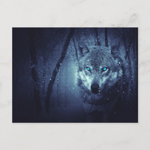 Wild Wolf with Beautiful Blue Eyes Postcard