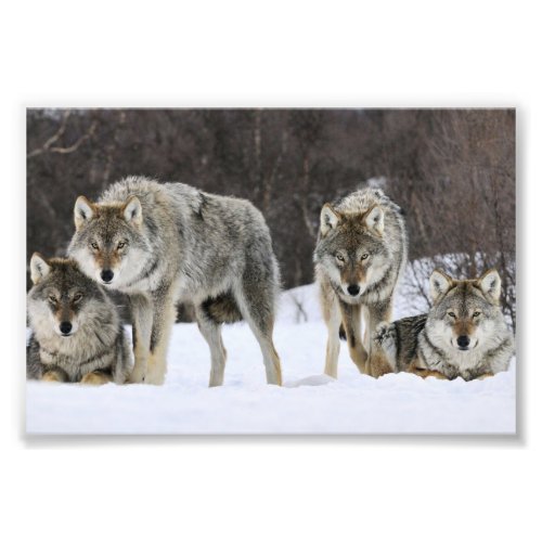 Wild Wolves Photo Print