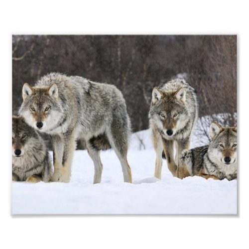 Wild Wolves Photo Print