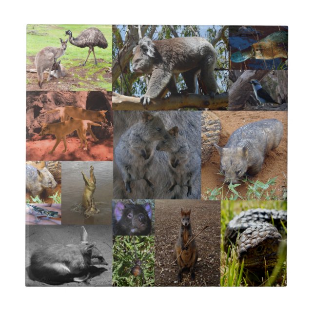 Wild Wonders: Captivating Australian Photo Collage Ceramic Tile (Front)
