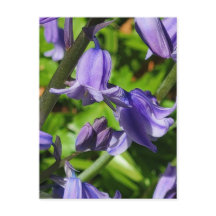 Wild Woodlands Bluebell Flowers Postcard