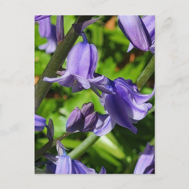 Wild Woodlands Bluebell Flowers Postcard (Front)