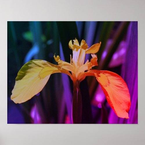 Wild Yellow Flag Iris Flower Abstract Poster