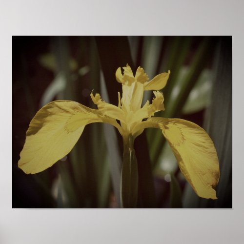 Wild Yellow Flag Iris Flower  Poster