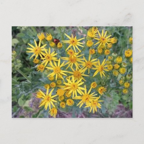 Wild Yellow Flowers Photograph  Postcard
