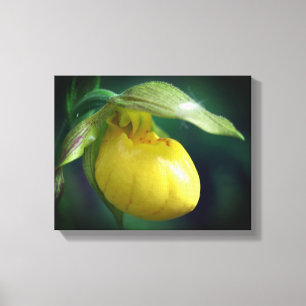 Wild Yellow Lady Slipper Orchid Flower Close Up Canvas Print