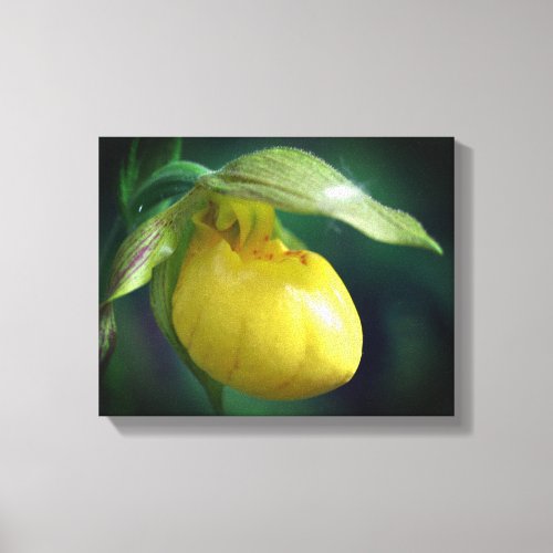 Wild Yellow Lady Slipper Orchid Flower Close Up Canvas Print