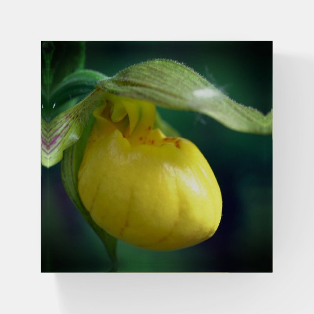 Wild Yellow Lady Slipper Orchid Flower Close Up  Paperweight (Front)