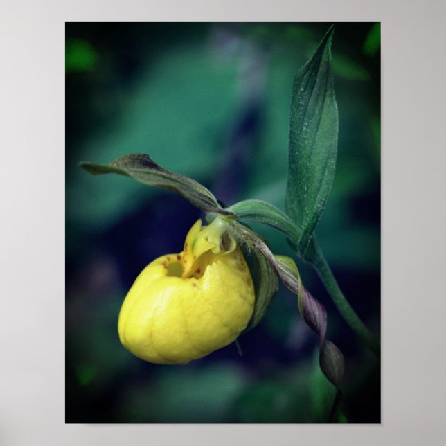 Wild Yellow Lady Slipper Orchid Flower  Poster (Front)