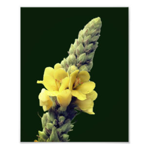 Wild Yellow Mullein Flower 8x10 Photo Print