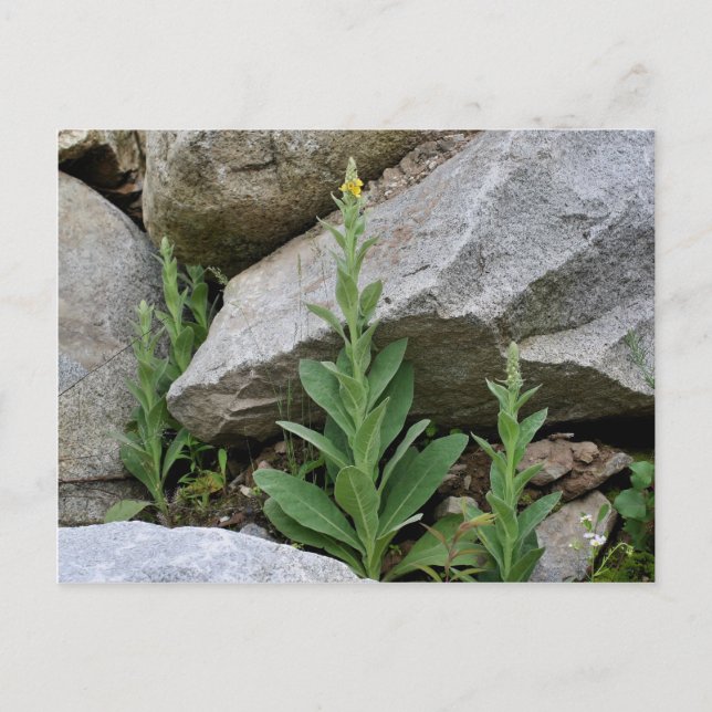 Wild Yellow Mullein Flowers Postcard (Front)