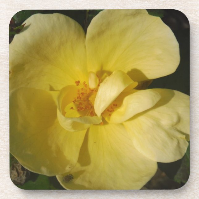 Wild Yellow Rose Beverage Coaster (Front)