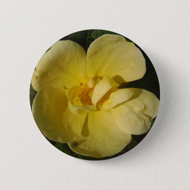Wild Yellow Rose Button (Front)