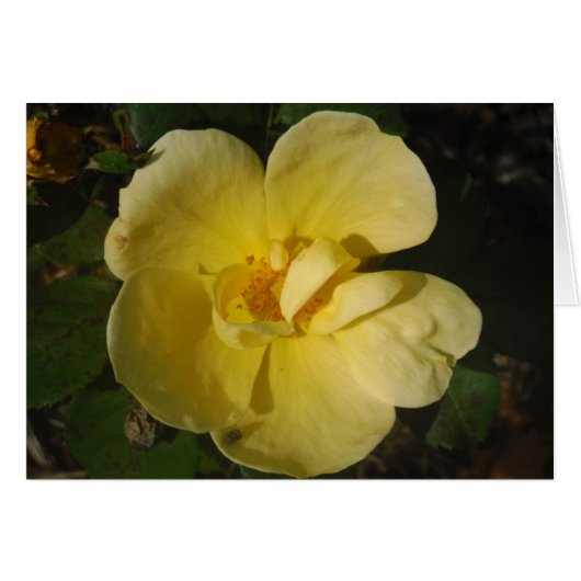 Wild Yellow Rose Cards (Front Horizontal)