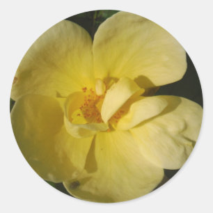 Wild Yellow Rose Classic Round Sticker