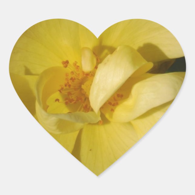 Wild Yellow Rose Heart Sticker (Front)