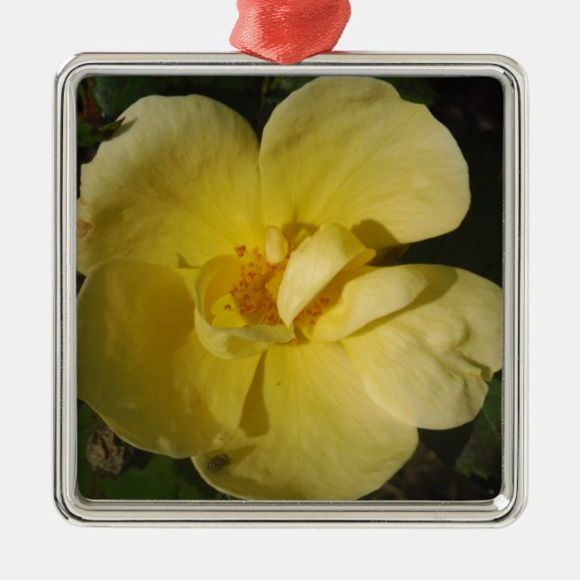 Wild Yellow Rose Metal Ornament (Front)